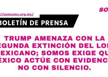 Trump amenaza con la segunda extinción del lobo mexicano; Somos exige que México actúe con evidencia, no con silencio