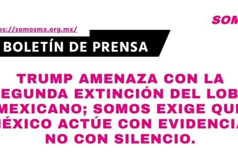 boletin-41-1789244688